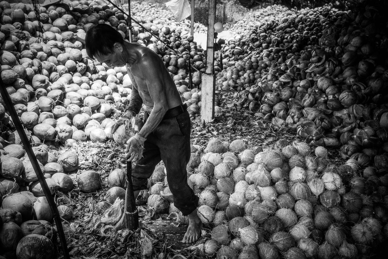 A man working with coconuts in a marketplace, surrounded by large piles of coconuts in black and white.
