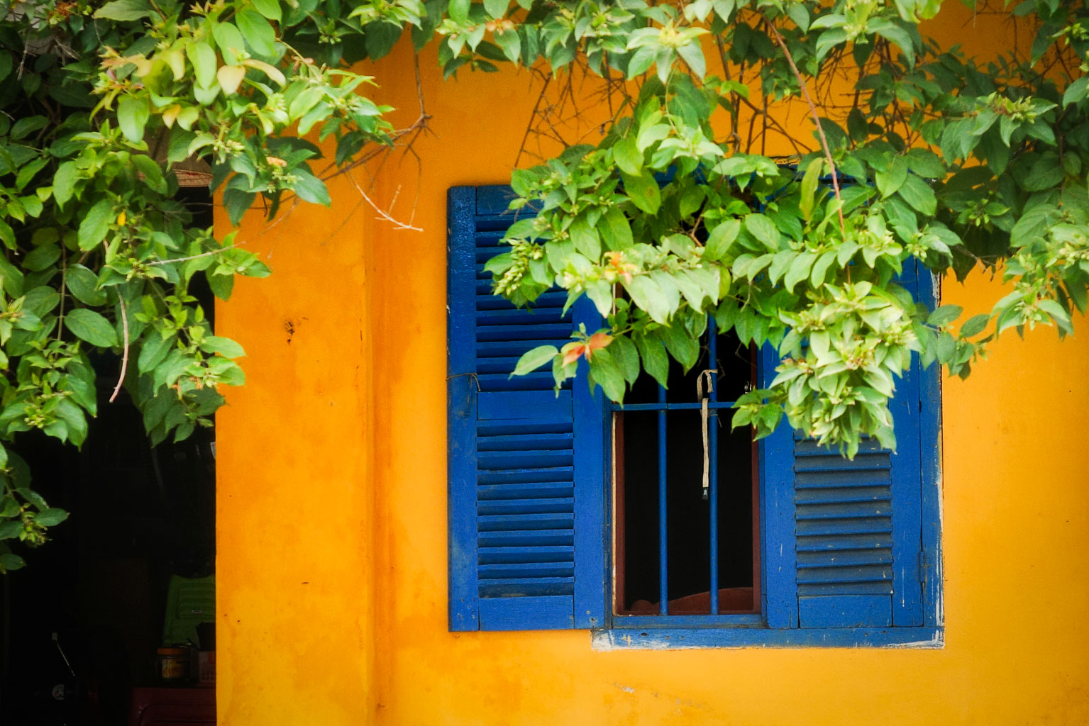 A vibrant yellow wall featuring a blue shuttered window partially obscured by green leaves.