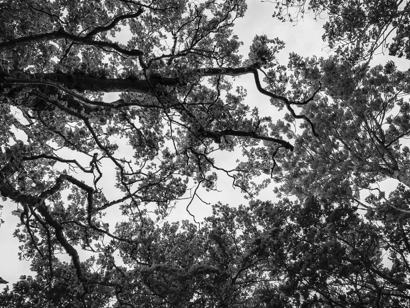 A black and white image showing a view of tree branches and leaves against a cloudy sky, captured from below.