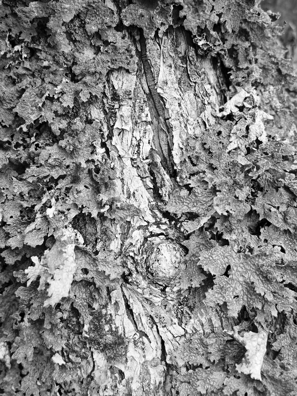 Close-up view of tree bark covered with textured lichen in black and white.