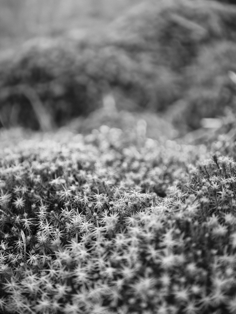 Close-up view of lush, green moss in monochrome, showcasing intricate textures and patterns.