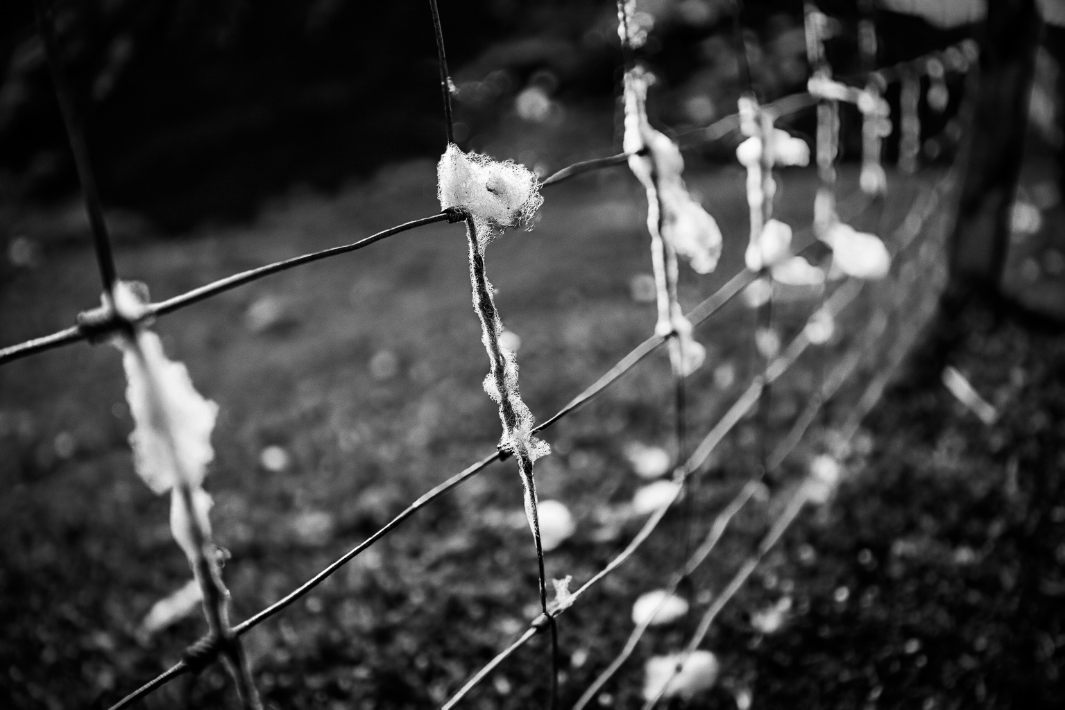 Close-up of a wire fence with tufts of white material caught between the wires, presented in black and white.