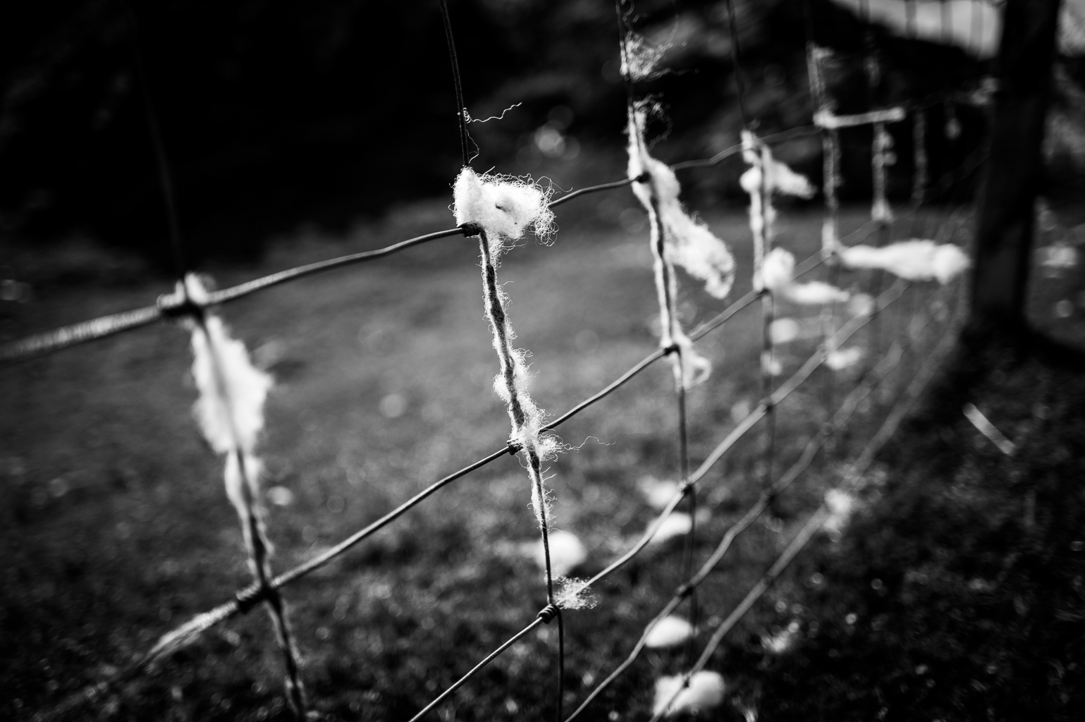 Close-up of a wire fence with tufts of white fibers caught on the strands, set against a blurred grassy background in black and white.