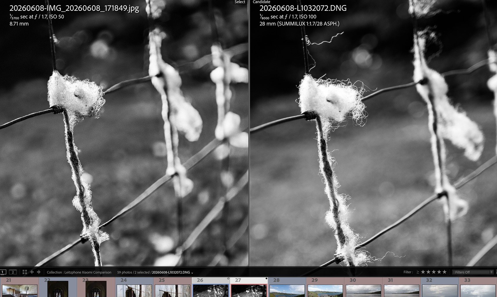 Close-up of a barbed wire fence with clumps of white fluff attached, captured in black and white.
