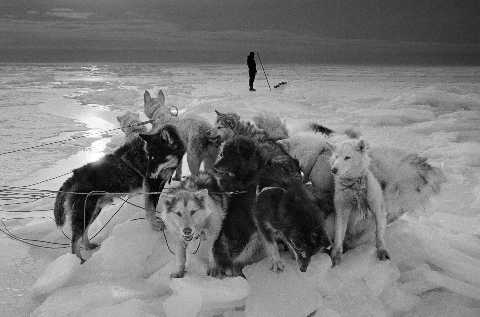 A group of sled dogs on a snowy landscape, with a single person standing in the background holding a pole.