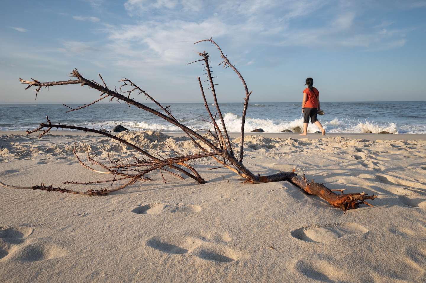 Driftwood on a sunny beach.