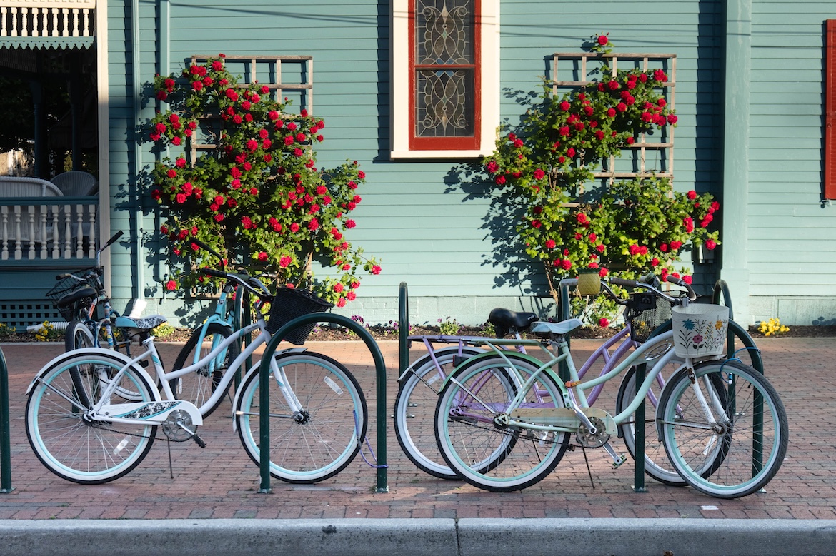 Bicycles parked in front of rose bushes.