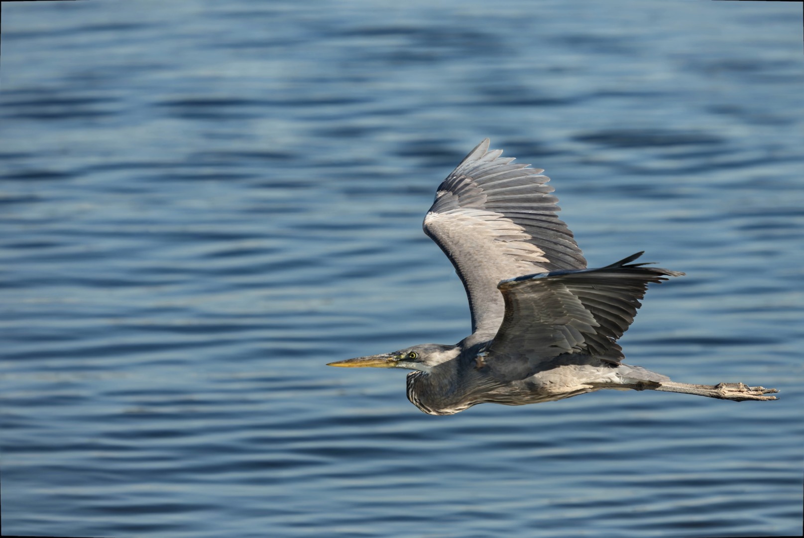 Large grey water bird over the water.