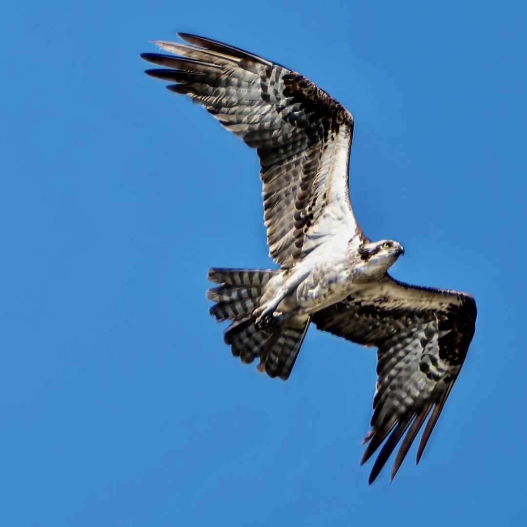 Brown-and-white coloured bird in flight.