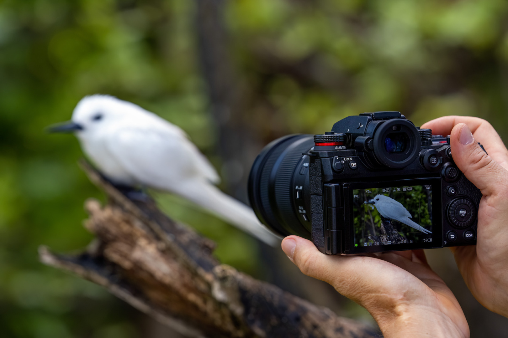 Panasonic Lumix S1RII in action taking bird shot