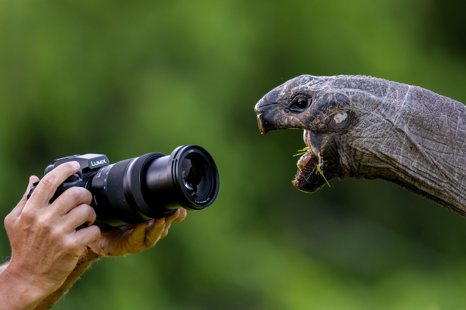 Panasonic Lumix S1RII shot with turtle subject