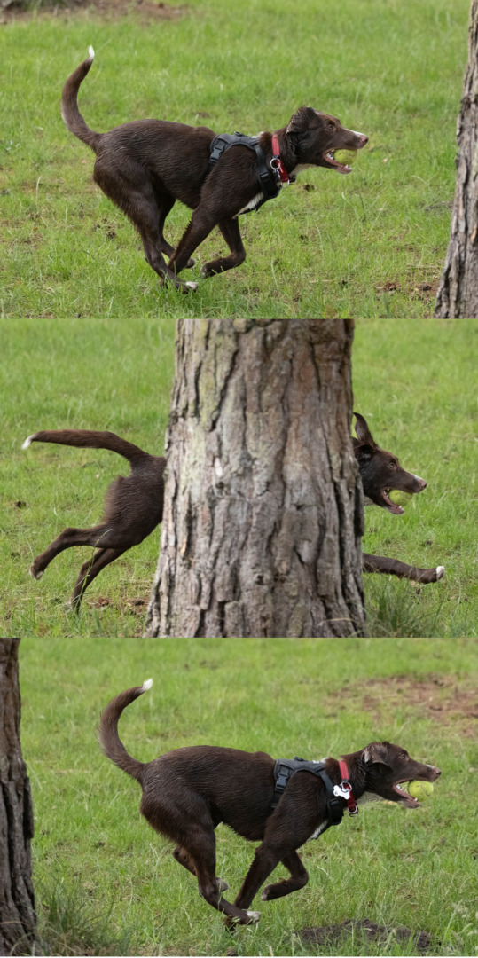 A brown dog wearing a harness running through a grassy area, mid-chase of a ball.