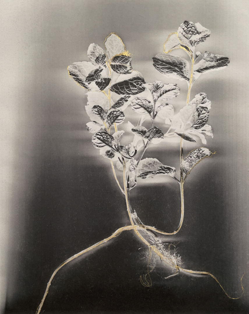 A monochromatic image featuring delicate plant stems and leaves, highlighted with gold accents, set against a faded background.