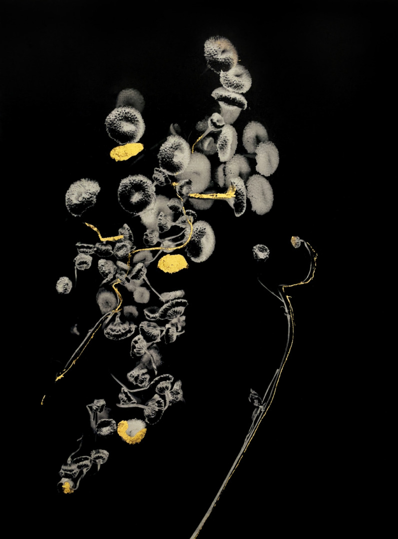 An artistic depiction of delicate white flowers and gold accents against a black background.
