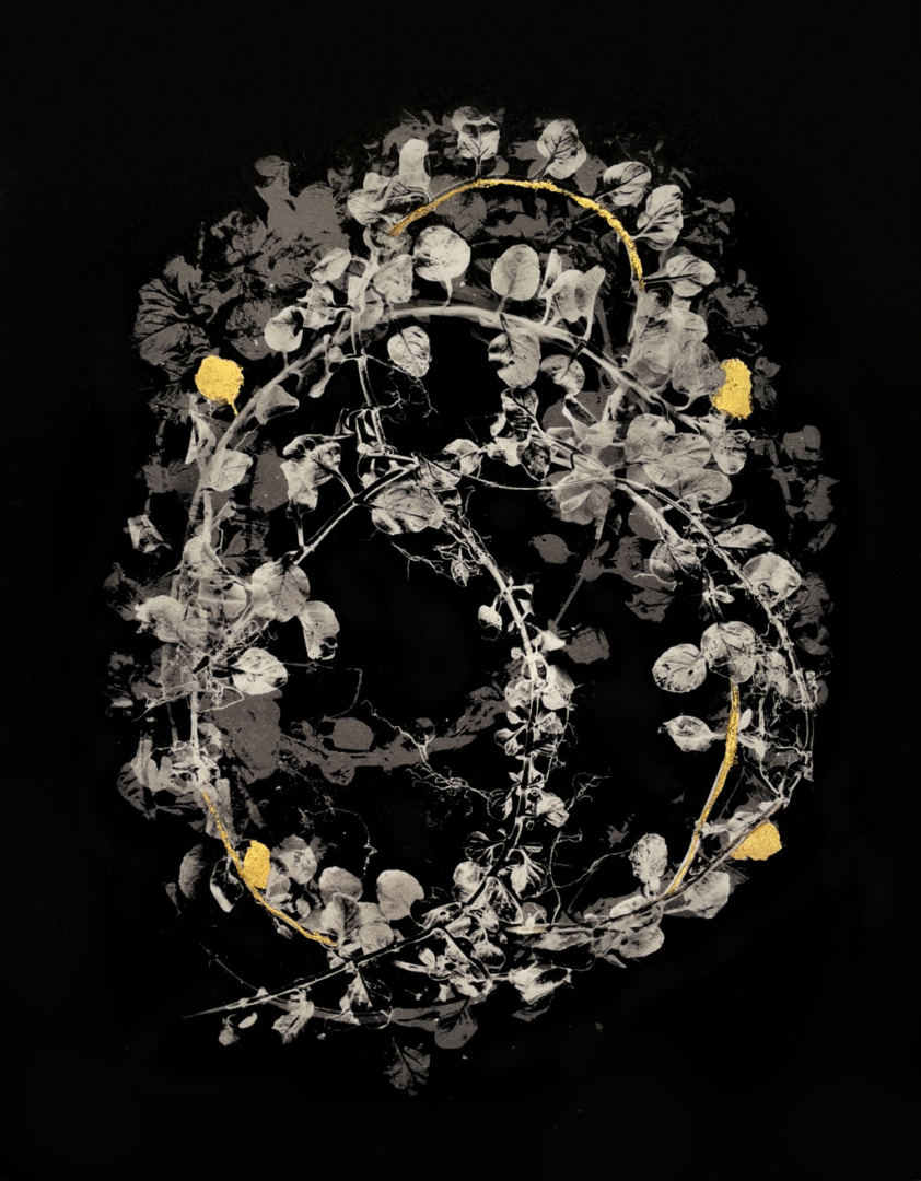 An abstract design featuring white botanical elements against a black background, with gold accents highlighting the composition.