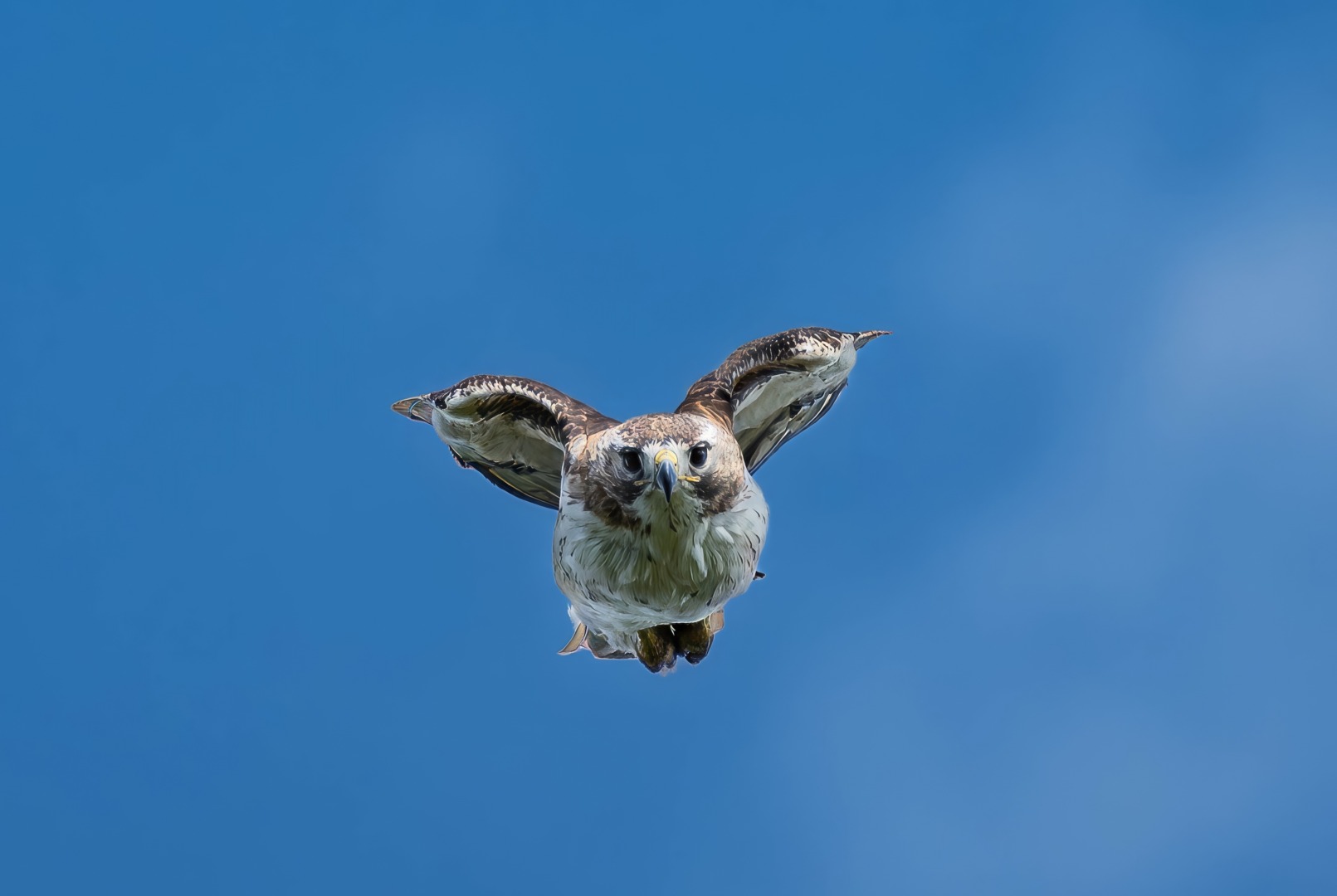 Hawk diving toards camera