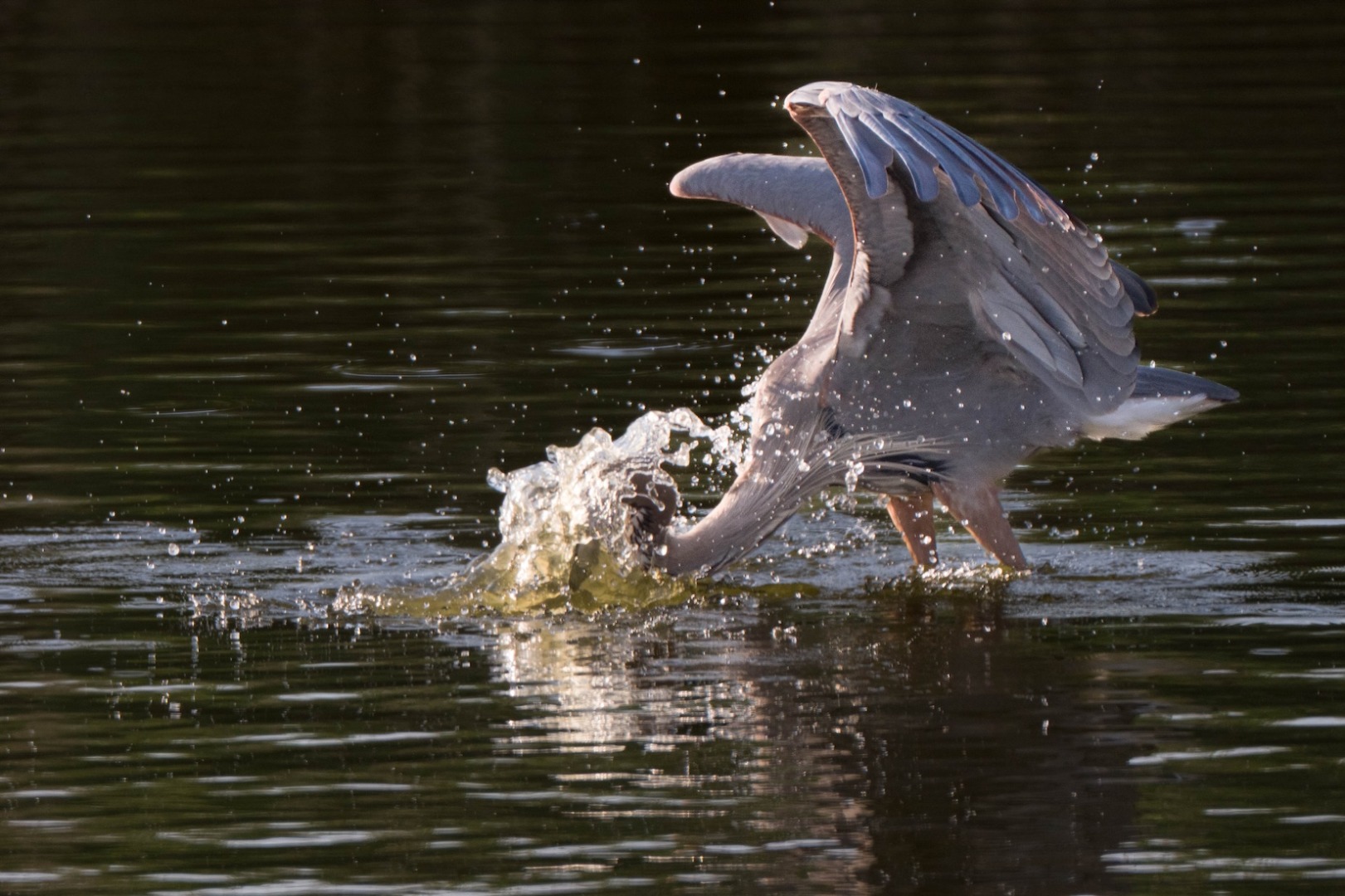 Large bird with head splashing in the water.