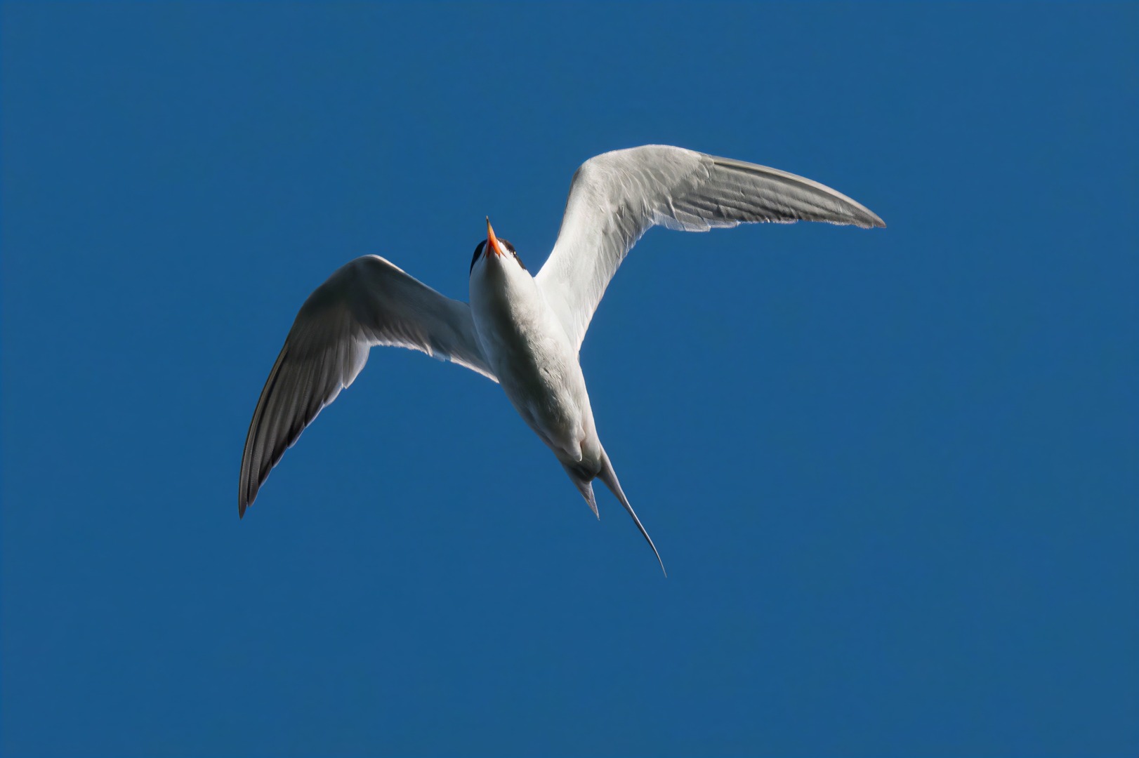 A white shore bird with orange beak flying against a blue sky.