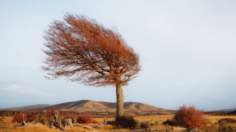 Coirón: Six years in Chile, following the lives of ageing gauchos
