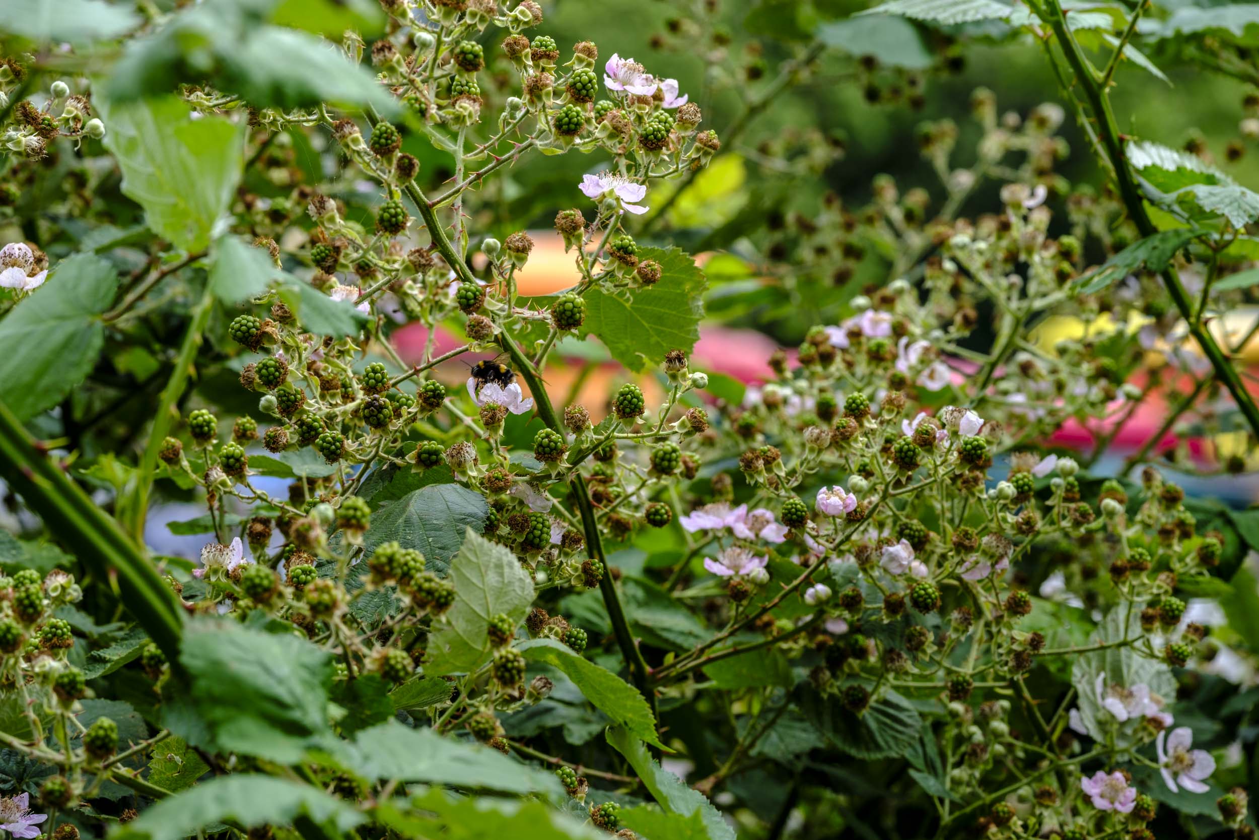 Budding berries
