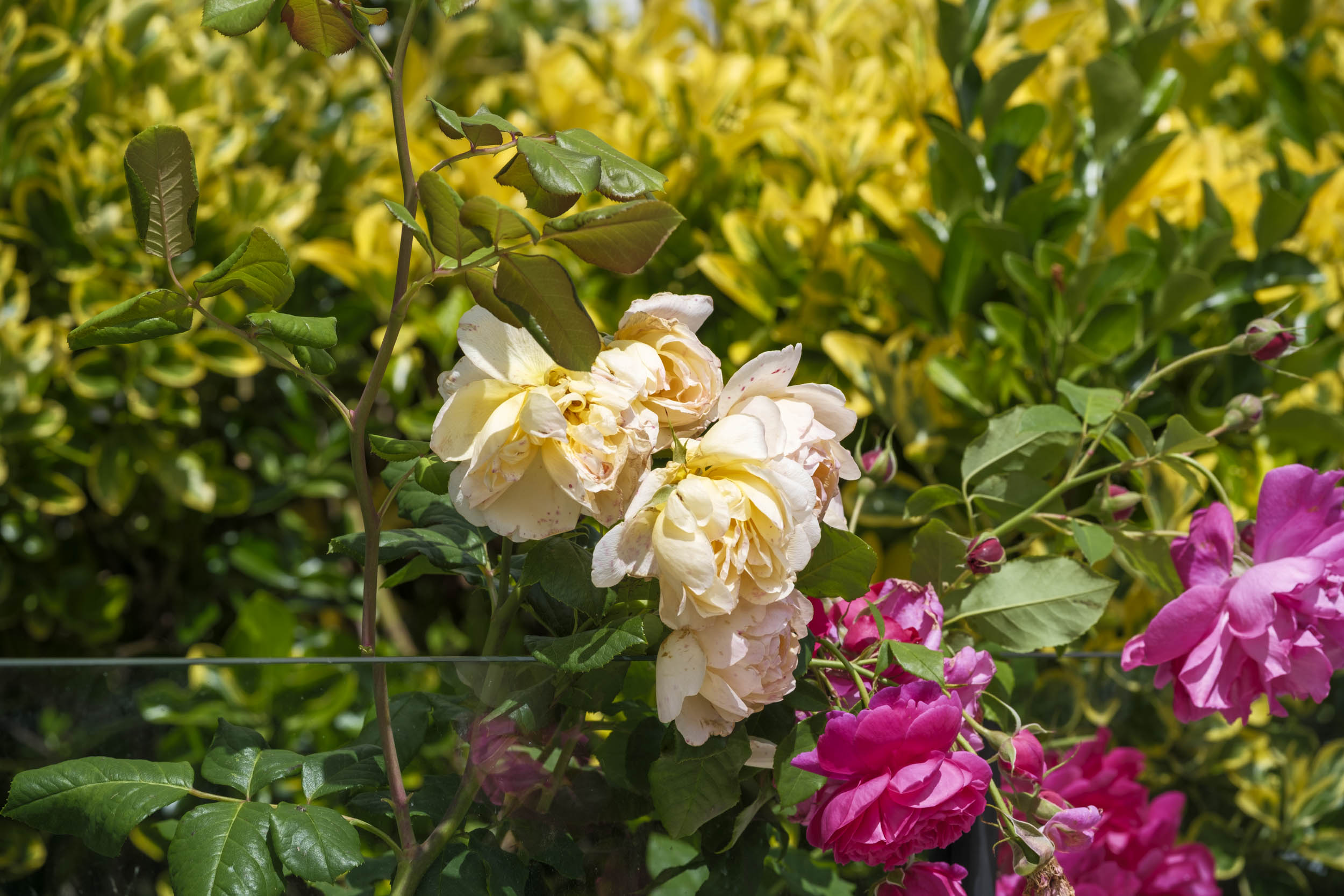Yellow and pink roses