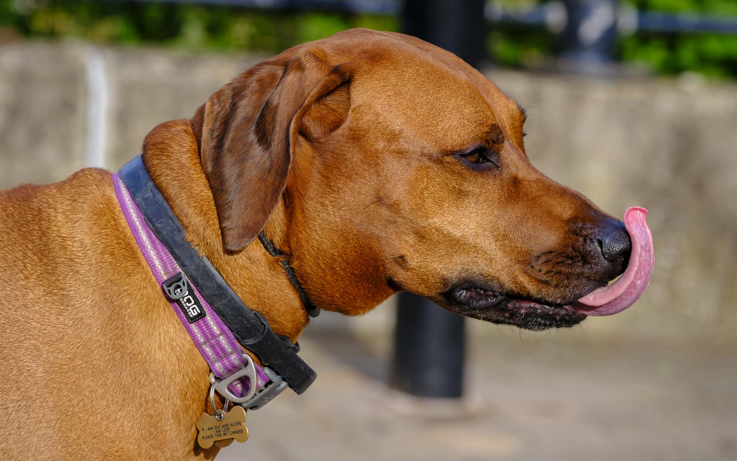 Dog with long tongue