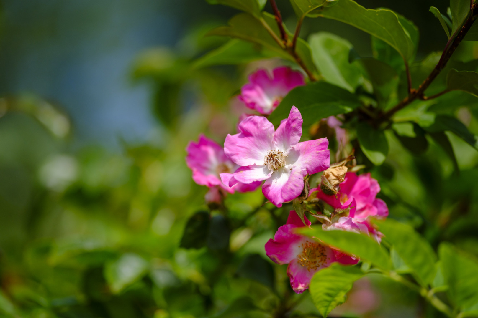 Flowers