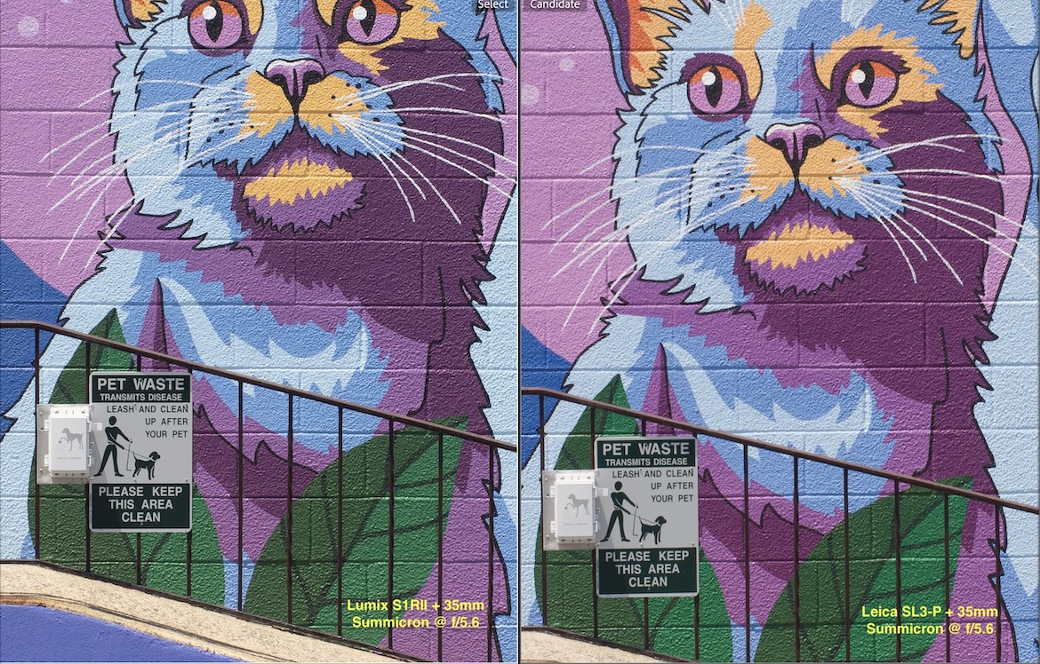 Painting of a bleu and purple cat on a mural.