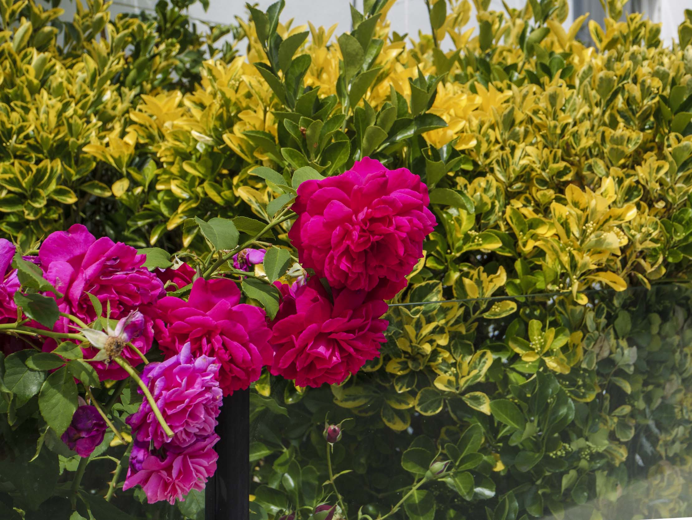 Roses