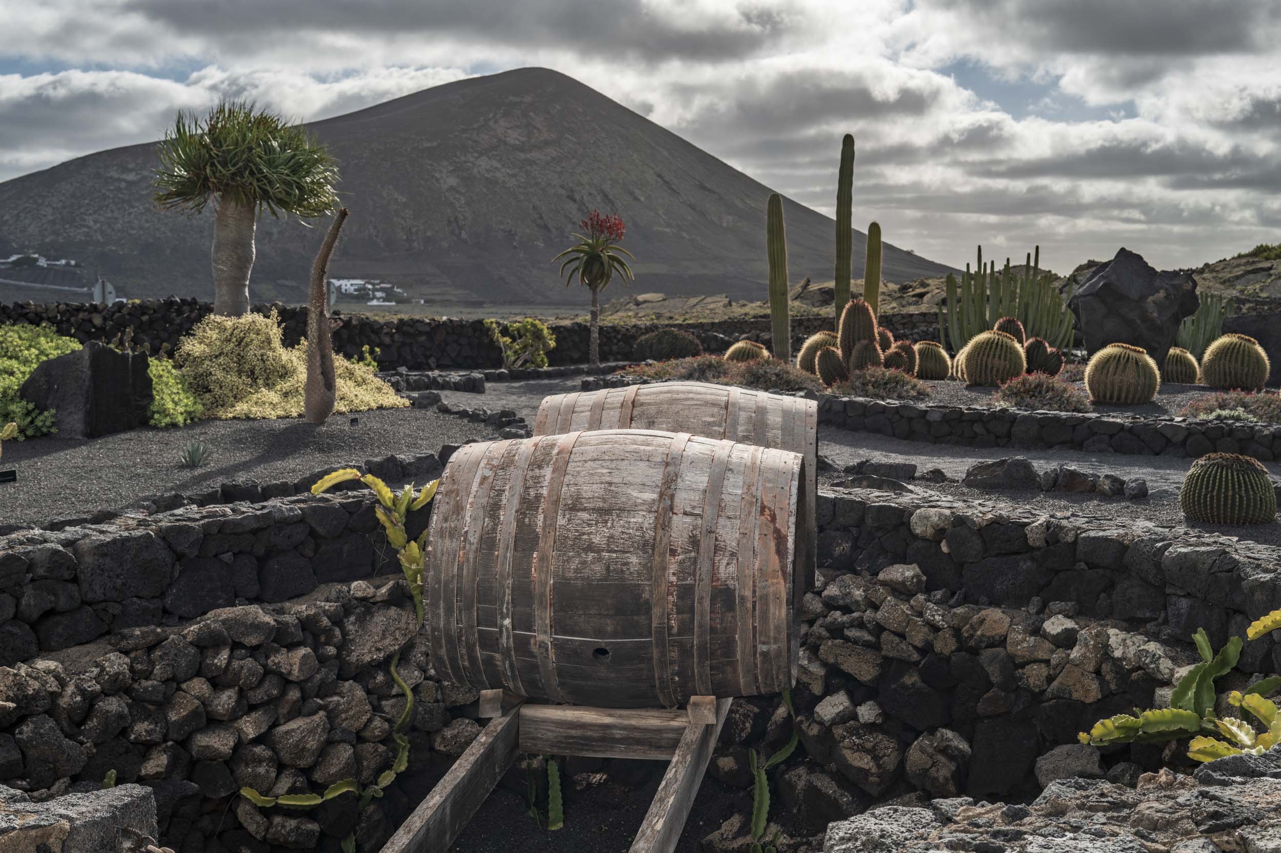 wine barrels in barren Lanzarote landscape