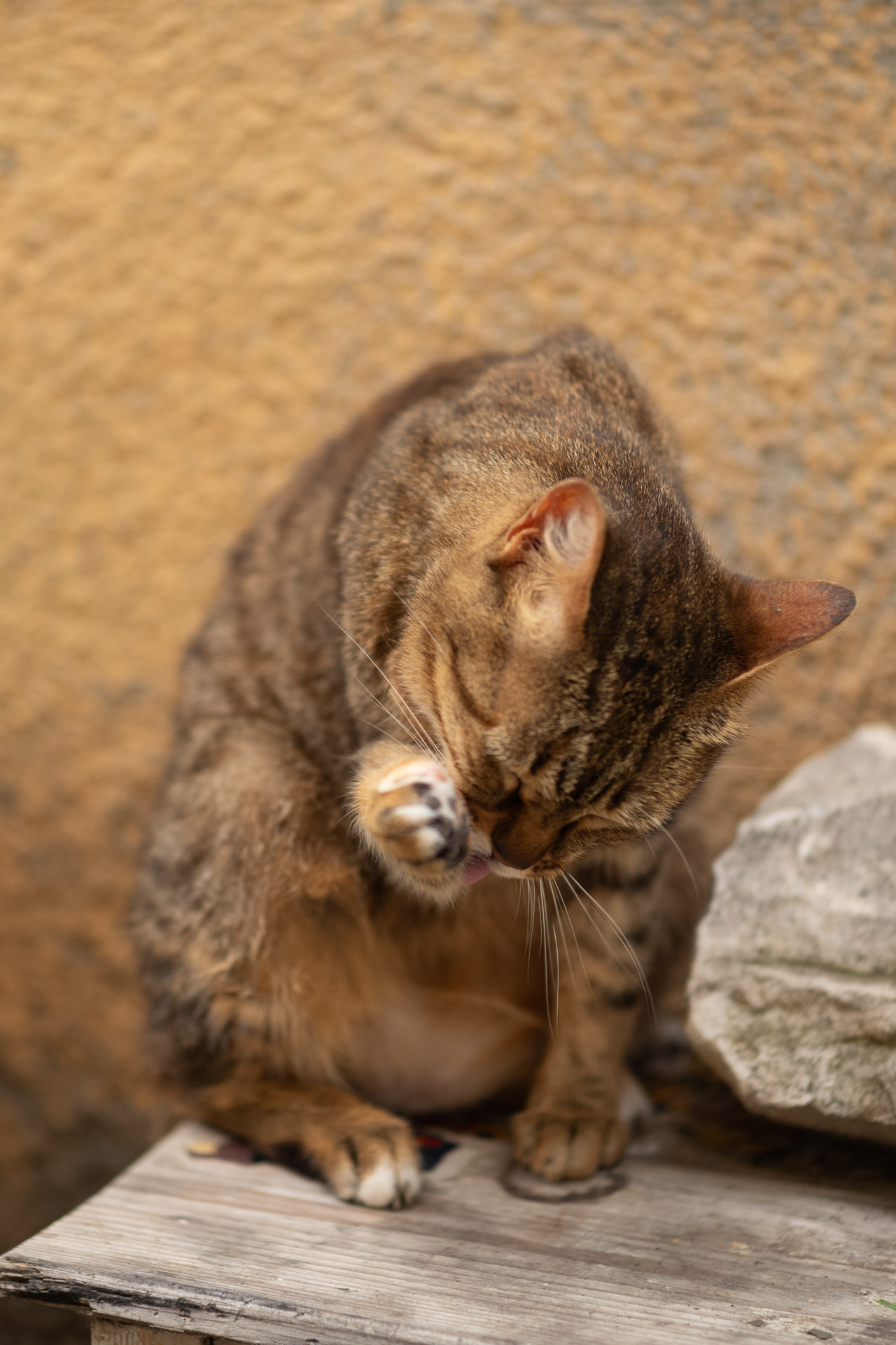 Sample shot with Thypoch Simera 50/1.4: the same tabby cat licking its raised paw, Camaiore (Province of Lucca), Italy.
