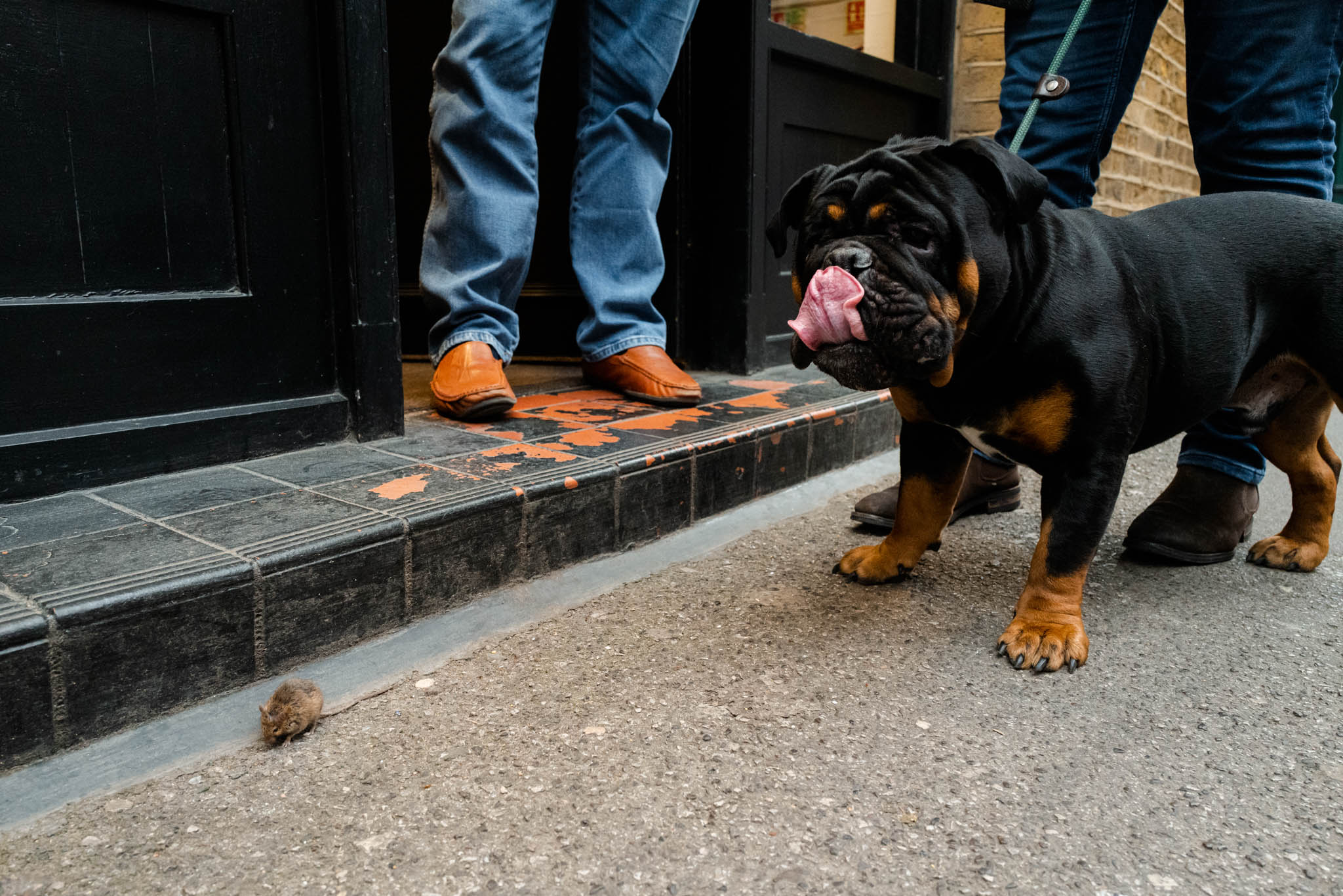 Dog and mouse