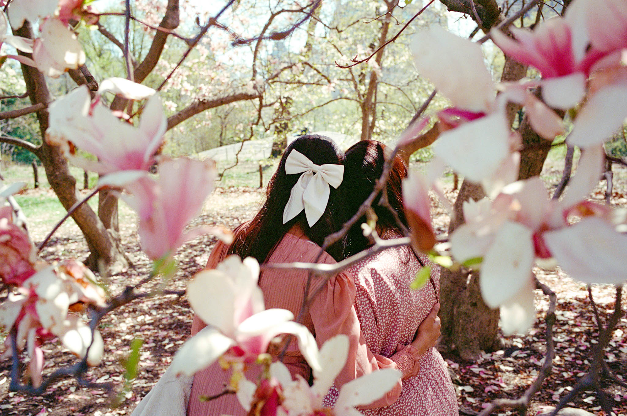 Ribbon and magnolia