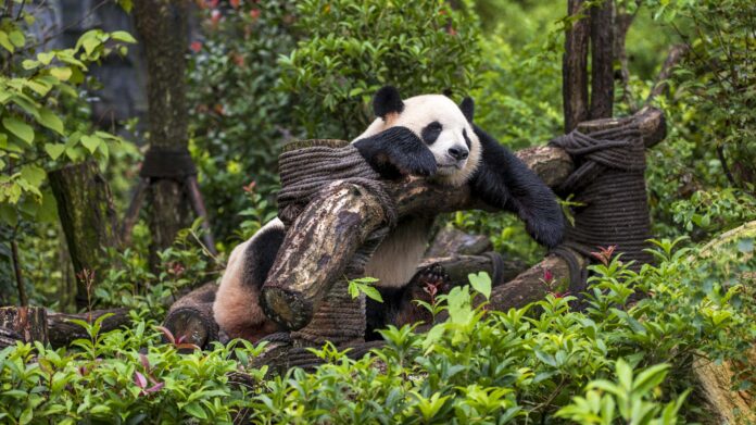 16:9 Panda feature image