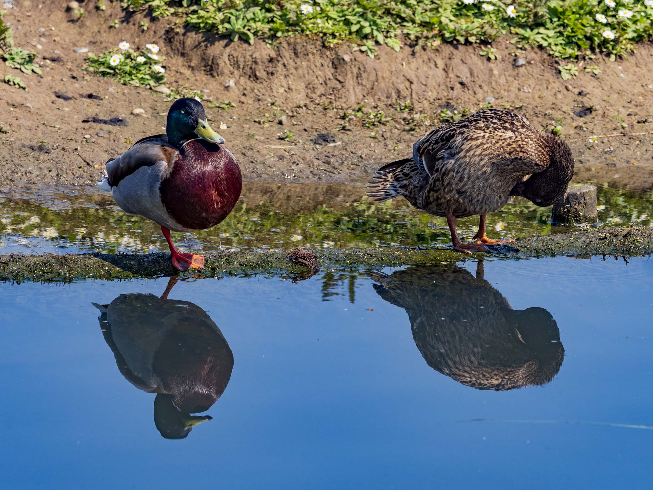 A pair of Mallards: standard-plumage drake (left) and hen (right, preening), on a muddy bank with reflections.