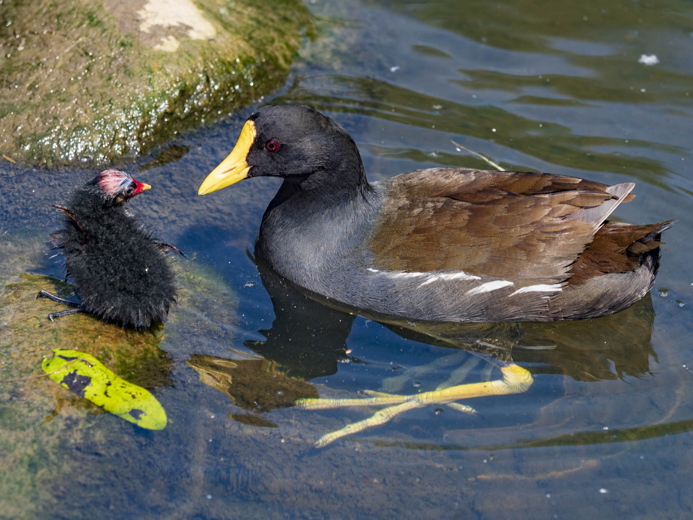 adult moorhen (black body, yellow-tipped red bill) with a downy black chick, on mossy stone by water.