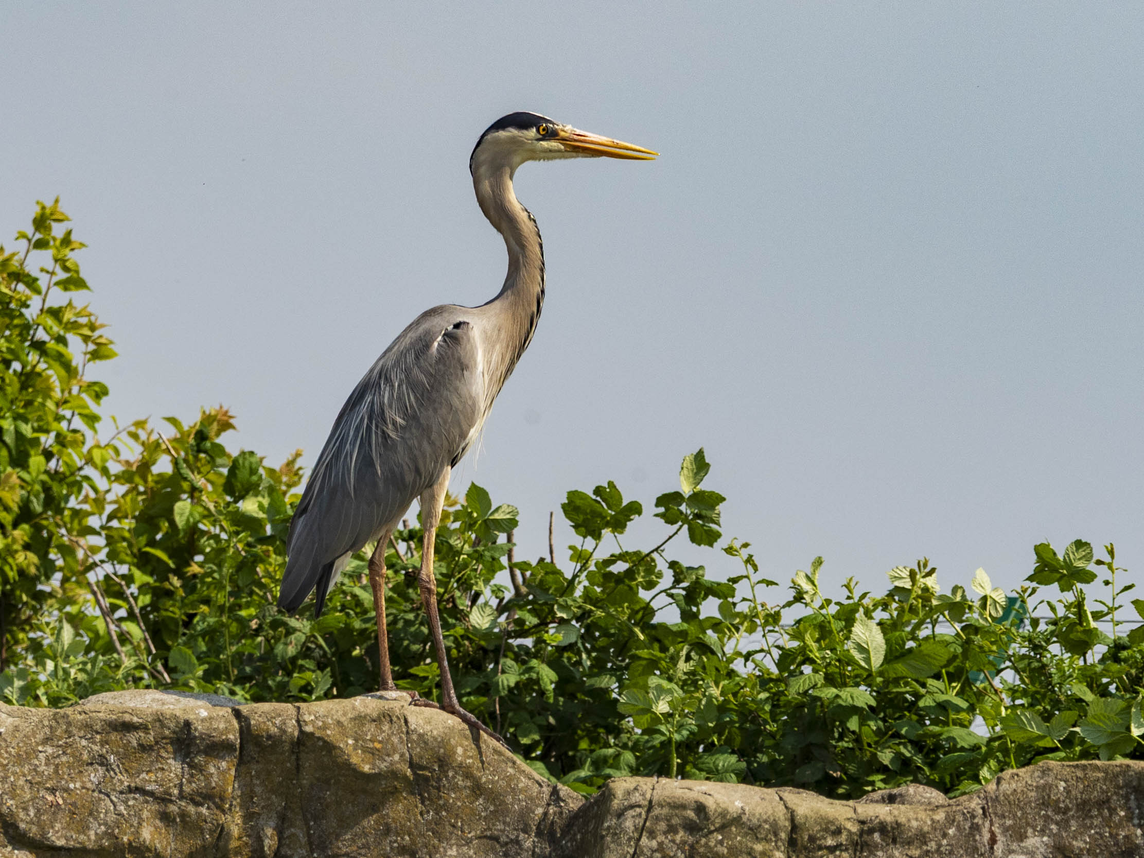 adult grey heron standing on a stone wall.