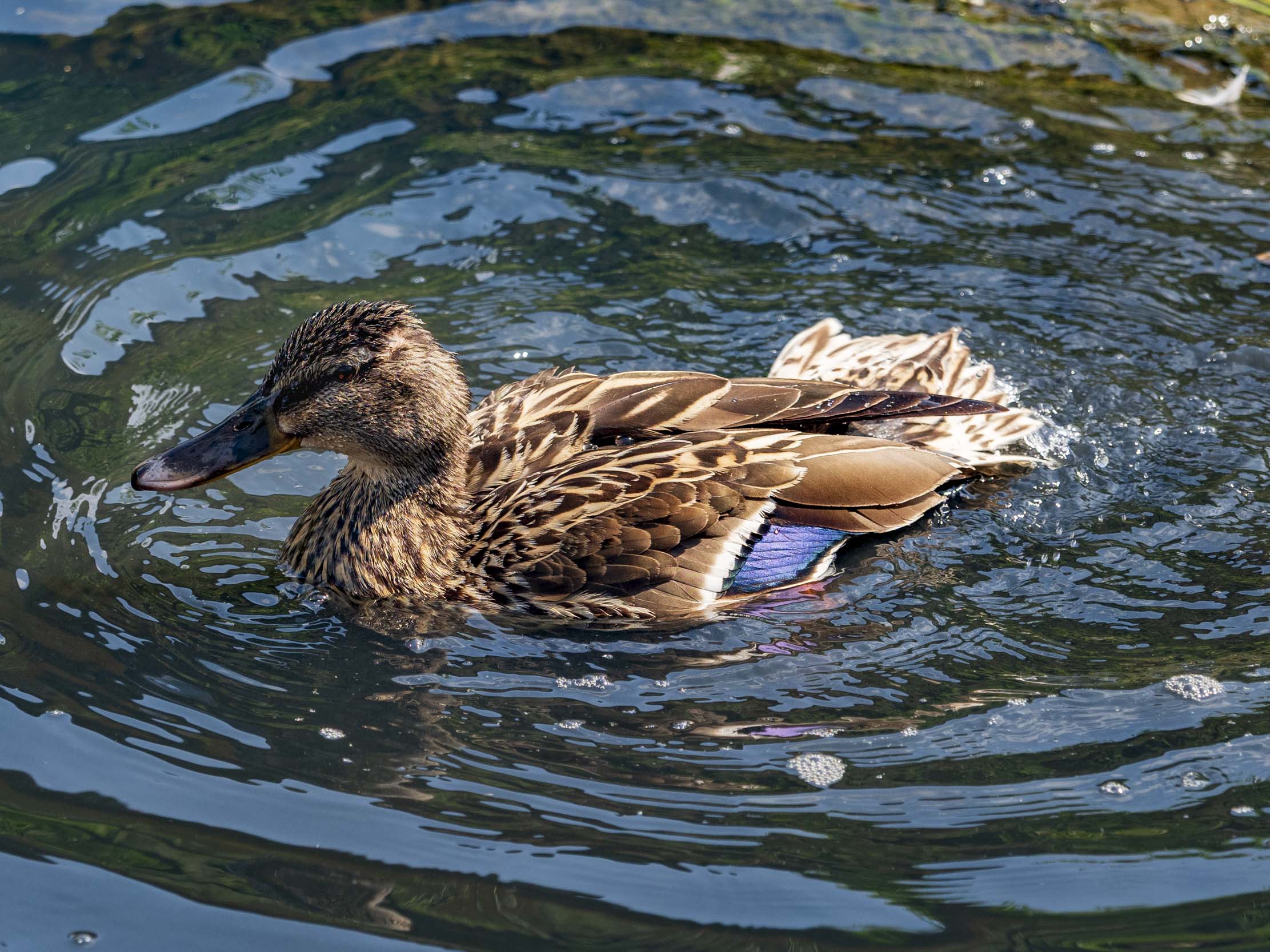 female mallard mid-splash/wing-flap, showing the blue speculum feathers