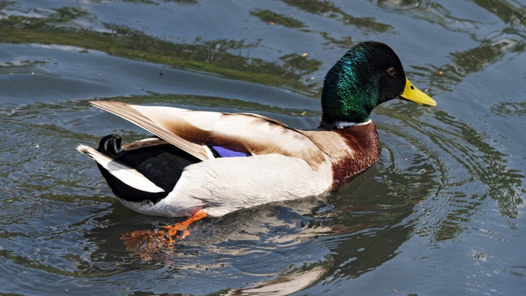 Feature image duck