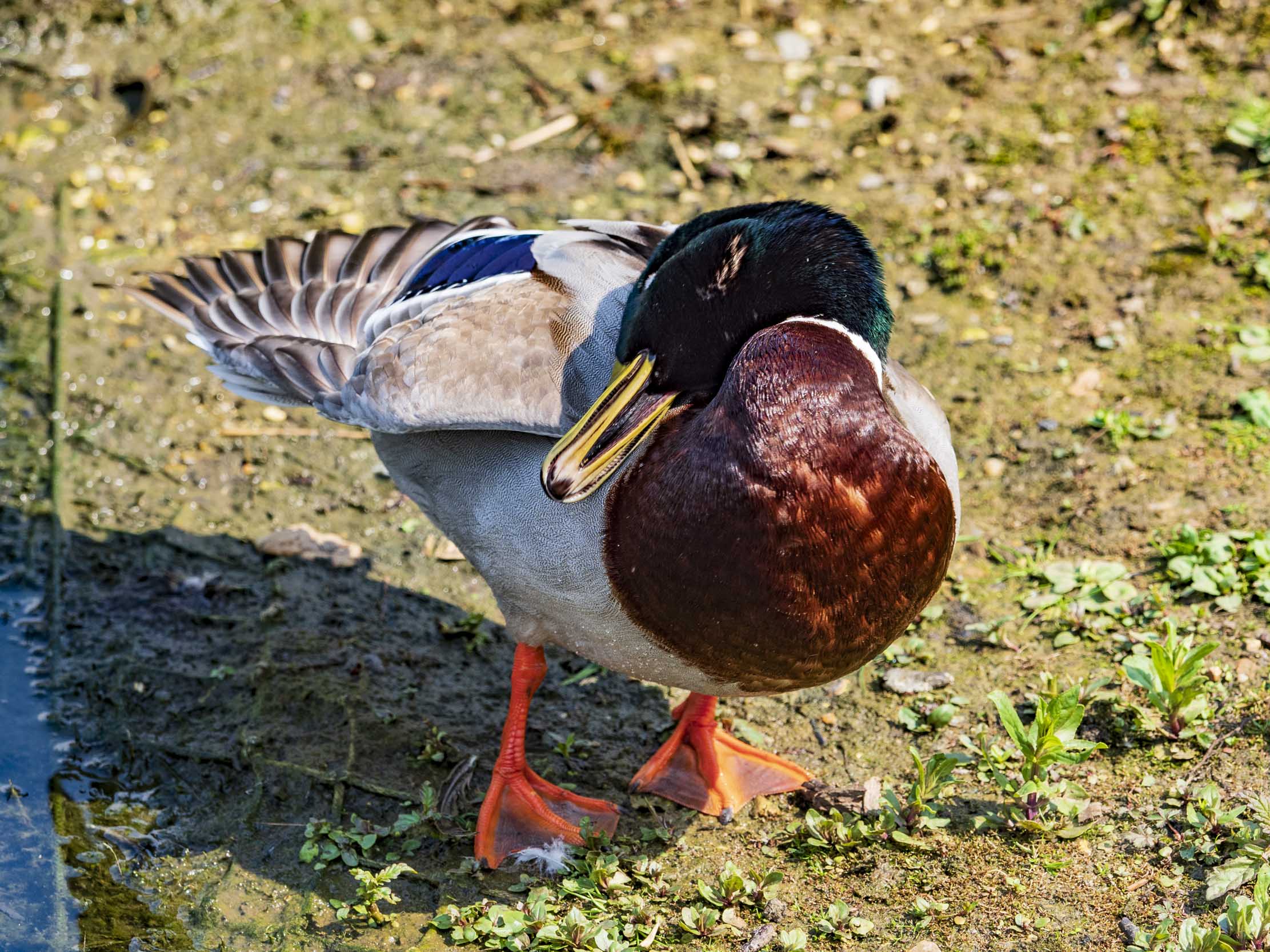 Mallard drake