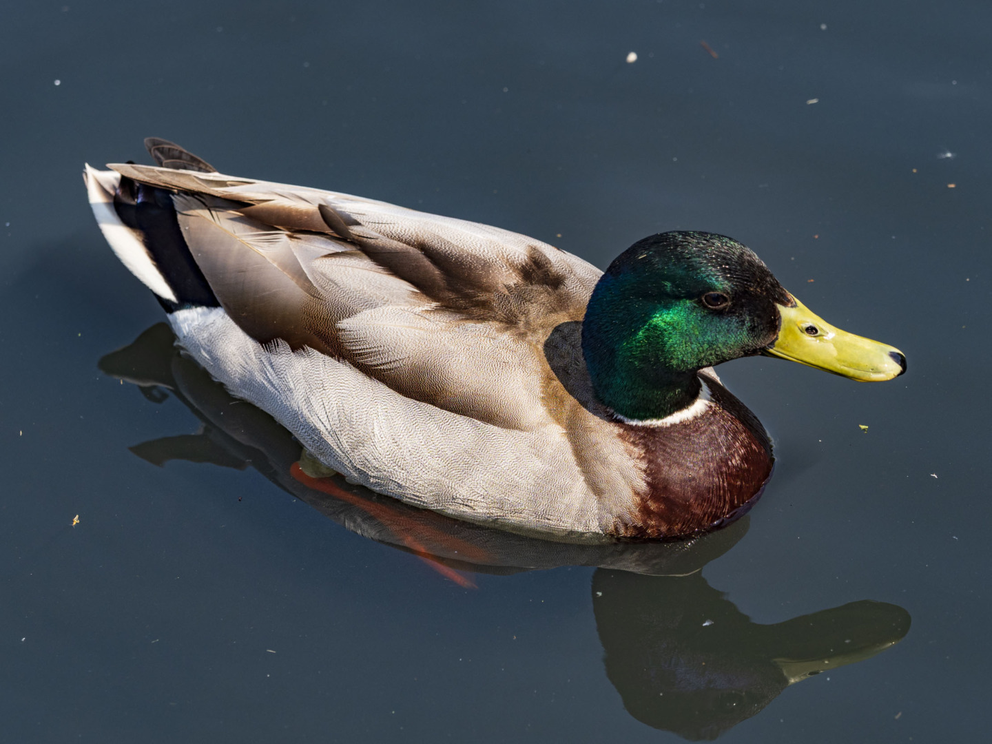 Mallard duck swimming