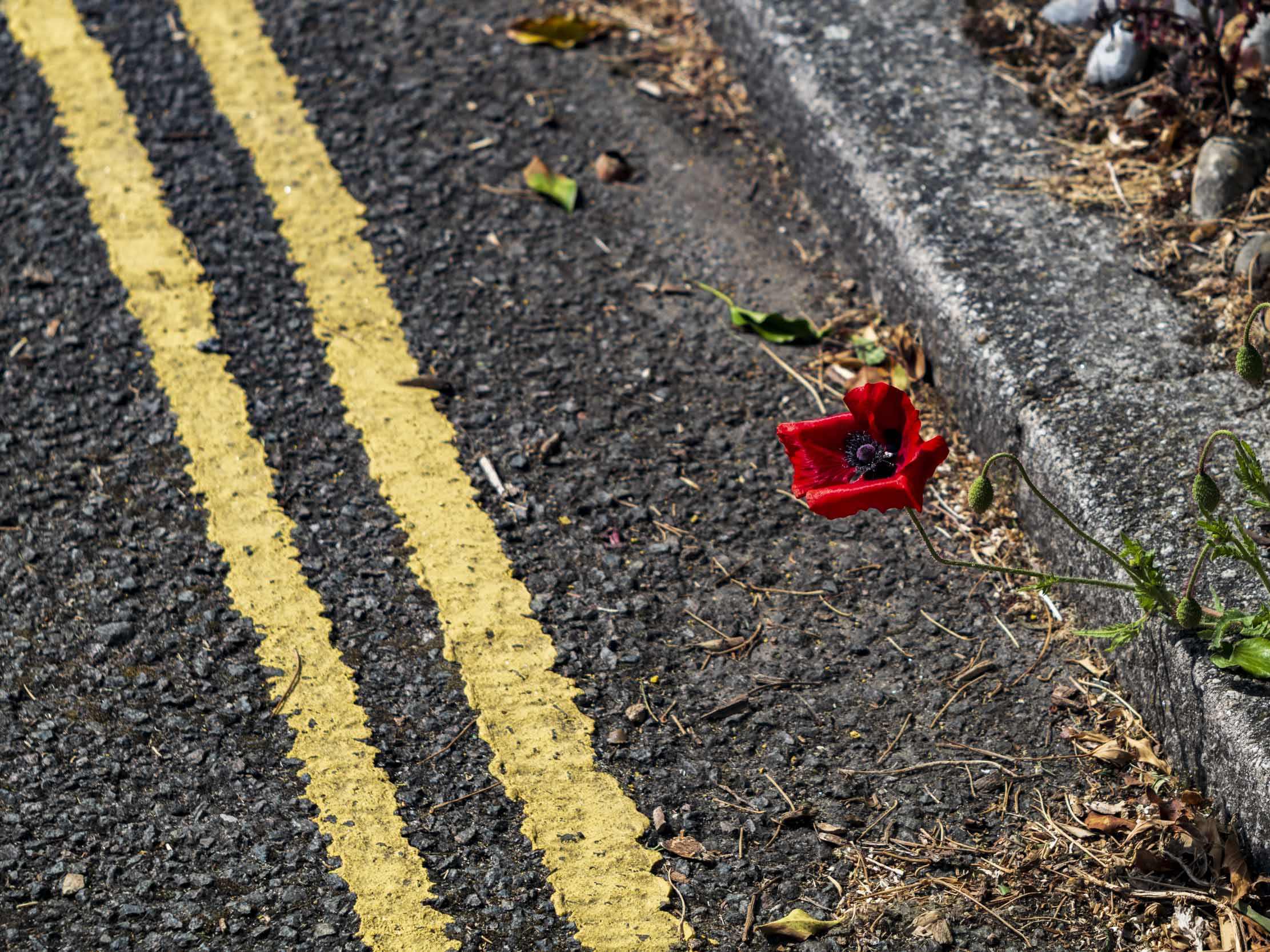 Close-up of a single red poppy flower growing beside a curb next to double yellow road lines, with scattered leaves and a poppy bud visible on the right.