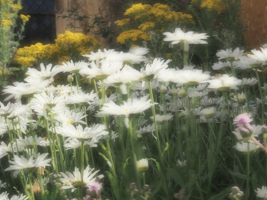 White daisies and yellow flowering shrubs in a sunlit garden border against a stone wall.