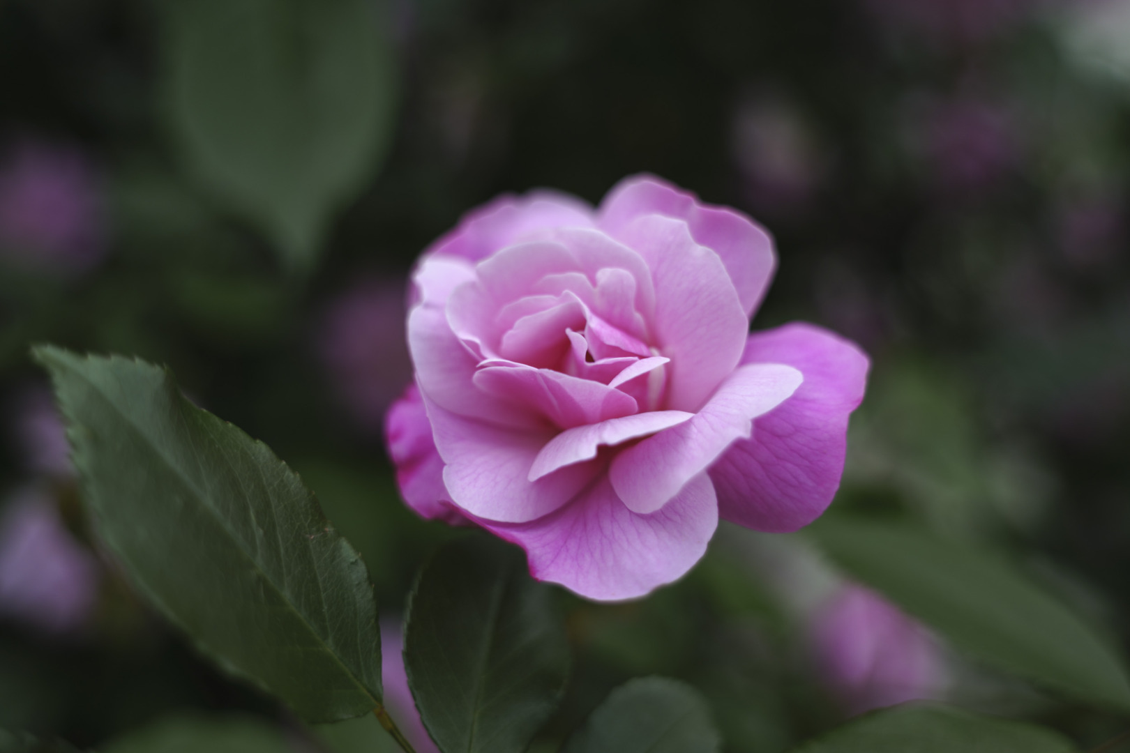 A close-up of a pink rose in bloom against a dark, blurred garden background.