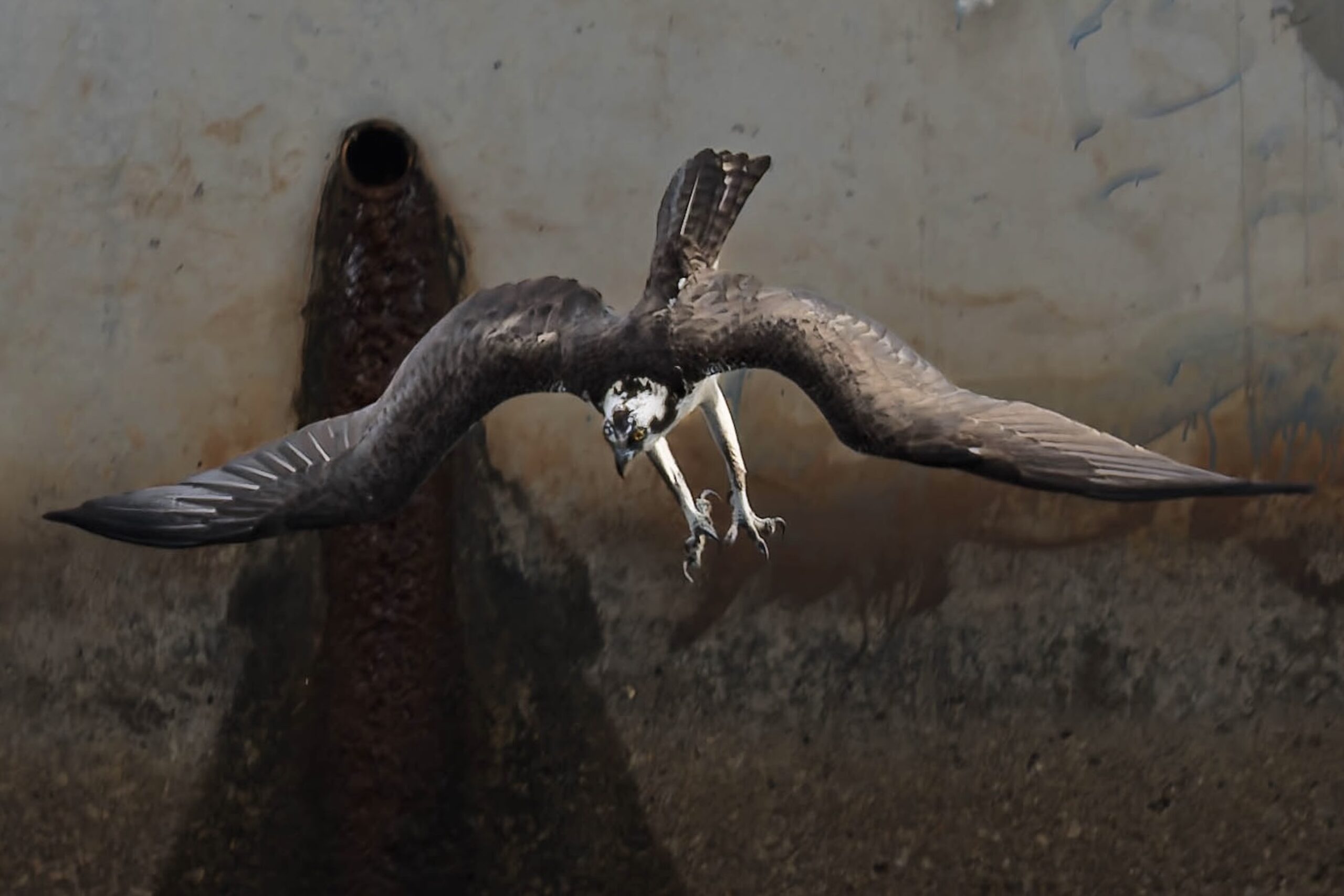 An Osprey diving towards its prey.