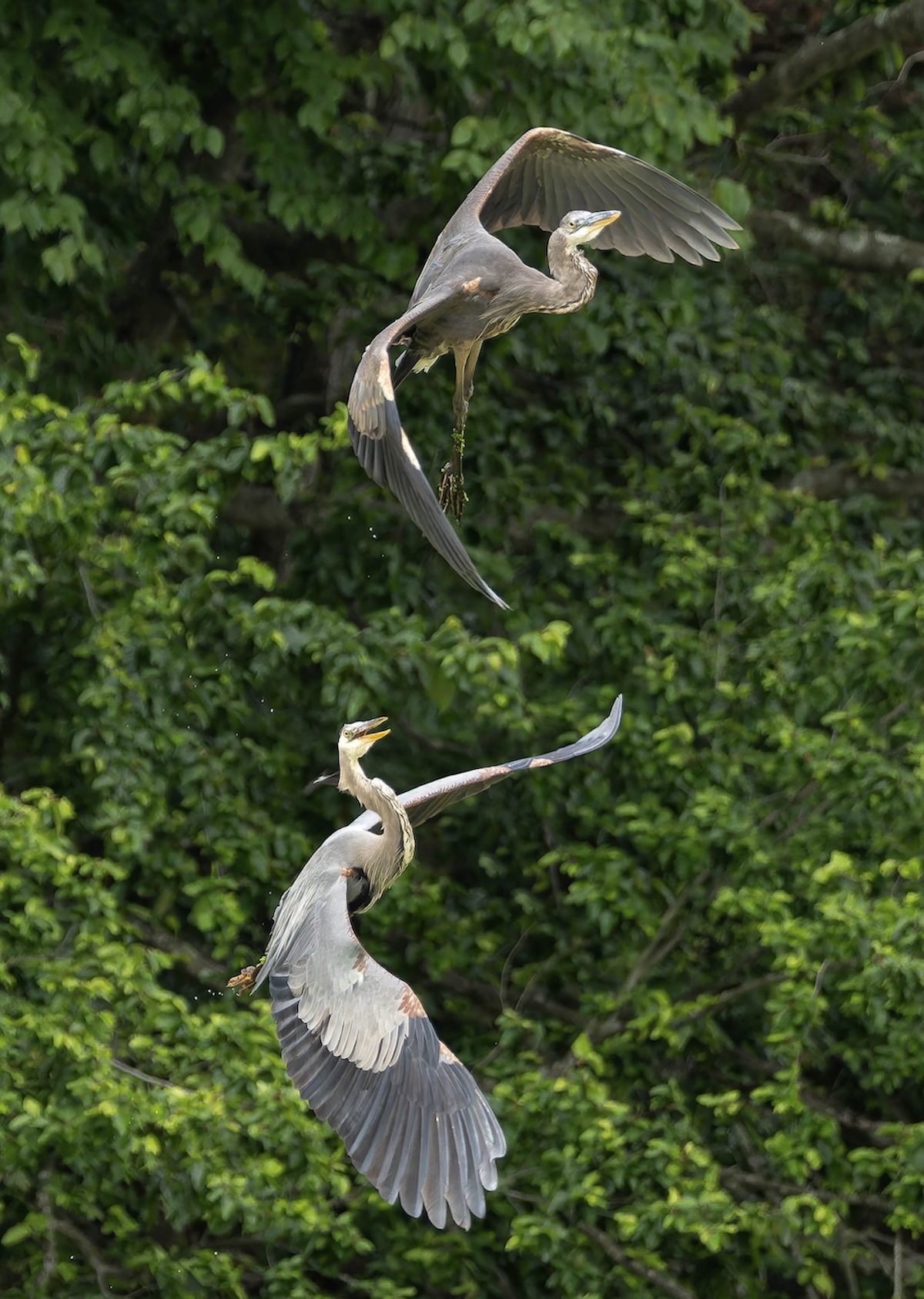 Two great blue herons tangling in mid-air above a leafy green tree canopy, wings spread and beaks open.
