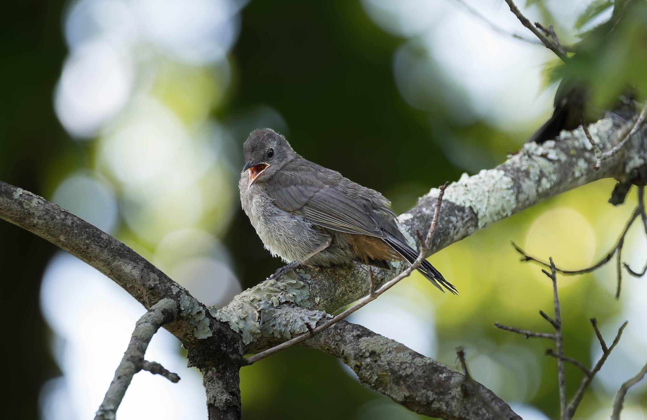 A fledgling bird with an open beak perched on a lichen-covered branch, calling out from within a leafy tree.