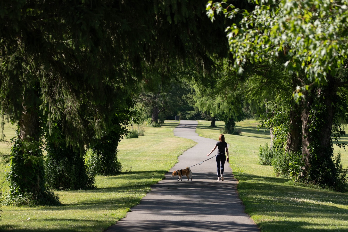 A woman walking a corgi-mix dog on a leash along a tree-shaded path through a grassy park.