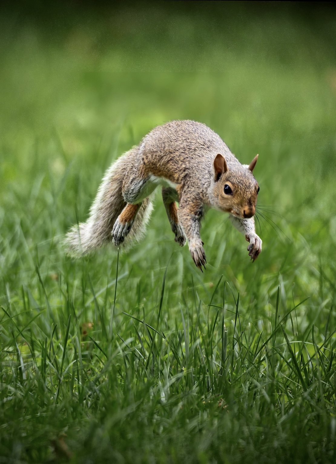 A grey squirrel in mid-jump on a lawn.