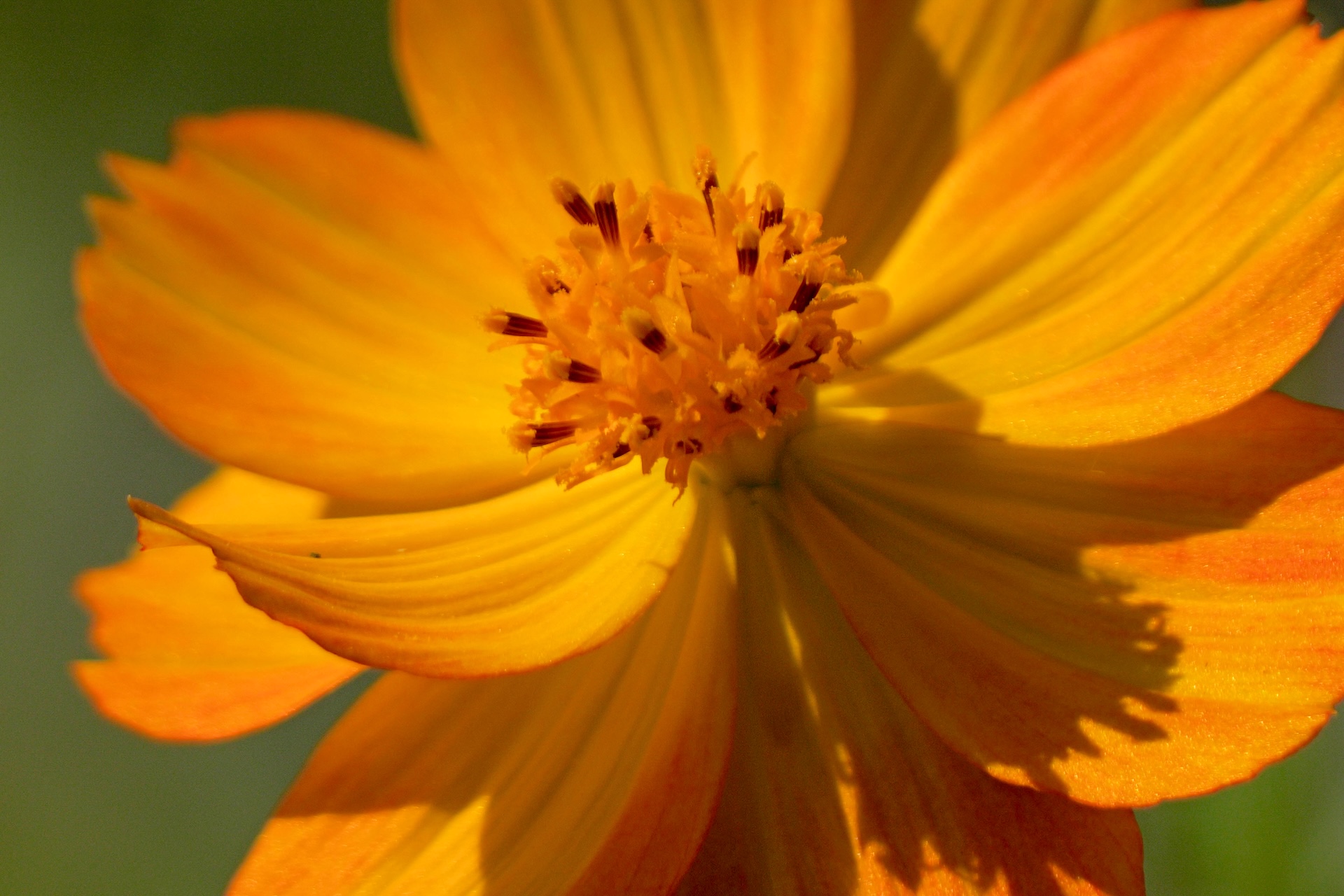 Close-up of a vibrant orange flower with delicate petals and a central cluster of yellow and brown stamens.